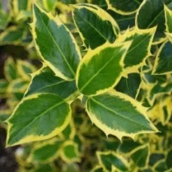 Hulst Op Stam (Ilex 'Argentea Marginata') -Goedkope Hof Zaais Winkel 20130121124819 1