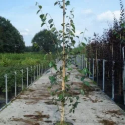 Witte Berk (Betula Utilis 'Doorenbos') 8 Witte Berk (Betula Utilis 'Doorenbos') -Goedkope Hof Zaais Winkel 20130215114133 14