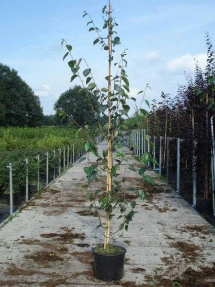 Witte Berk (Betula Utilis 'Doorenbos') 4 Witte Berk (Betula Utilis 'Doorenbos') - Afbeelding 4