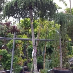 Ceder Als Dakboom (Cedrus Deodara 'Pendula') -Goedkope Hof Zaais Winkel 20190712 120943