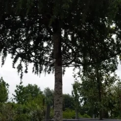 Ceder Als Dakboom (Cedrus Deodara 'Pendula') -Goedkope Hof Zaais Winkel 20190712 120955