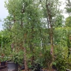 Kurkeik Meerstammig (Quercus Suber) -Goedkope Hof Zaais Winkel 20190712 151928