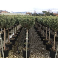 Grove Den Op Stam (Pinus Sylvestris 'Watereri') -Goedkope Hof Zaais Winkel 5 1