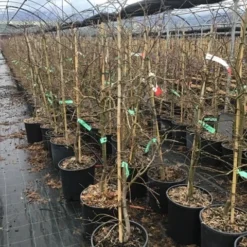 Japanse Esdoorn (Acer Palmatum 'Viridis') -Goedkope Hof Zaais Winkel 6 2