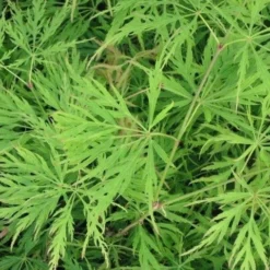 Japanse Esdoorn (Acer Palmatum 'Dissectum') 21 Japanse Esdoorn (Acer Palmatum 'Dissectum') -Goedkope Hof Zaais Winkel acer p. dissectum achtergrond 1