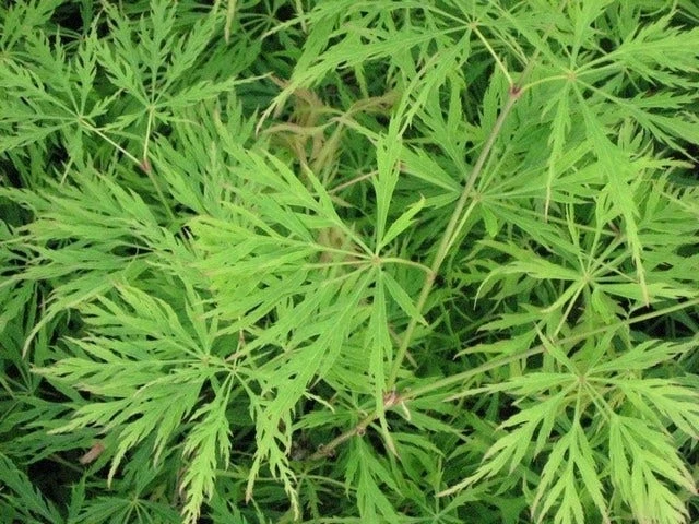 Japanse Esdoorn (Acer Palmatum 'Dissectum') 2 Japanse Esdoorn (Acer Palmatum 'Dissectum') - Afbeelding 2