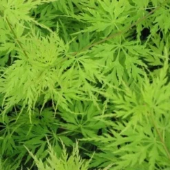 Japanse Esdoorn (Acer Palmatum 'Seiryu') -Goedkope Hof Zaais Winkel acer p. seiryu