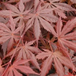 Japanse Esdoorn (Acer Palmatum 'Trompenburg') -Goedkope Hof Zaais Winkel acer p. trompenburg 1