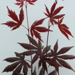 Japanse Esdoorn (Acer Palmatum 'Trompenburg') -Goedkope Hof Zaais Winkel acer p. trompenburg 2