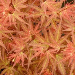 Japanse Esdoorn (Acer Palmatum 'Wilson's Pink Dwarf') -Goedkope Hof Zaais Winkel acer p. wilsons pink dwarf 1