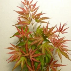 Japanse Esdoorn (Acer Palmatum 'Wilson's Pink Dwarf') -Goedkope Hof Zaais Winkel acer p. wilsons pink dwarf 2
