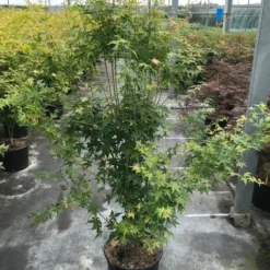 Japanse Esdoorn (Acer Palmatum 'Bi Hoo') 13 Japanse Esdoorn (Acer Palmatum 'Bi Hoo') -Goedkope Hof Zaais Winkel acer pal. bi hoo c20 2 1