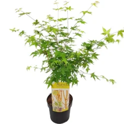 Japanse Esdoorn (Acer Palmatum 'Bi Hoo') 9 Japanse Esdoorn (Acer Palmatum 'Bi Hoo') -Goedkope Hof Zaais Winkel acer palm. bi hoo