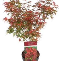 Japanse Esdoorn (Acer Palmatum 'Shaina') 11 Japanse Esdoorn (Acer Palmatum 'Shaina') -Goedkope Hof Zaais Winkel acer palm. shaina c3