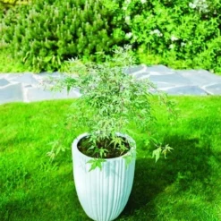 Japanse Esdoorn (Acer Palmatum 'Ukigumo') -Goedkope Hof Zaais Winkel acer palm. ukigumo