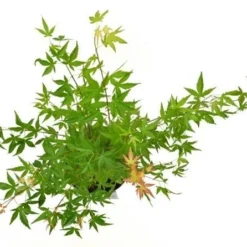 Japanse Esdoorn (Acer Palmatum 'Wilson's Pink Dwarf') -Goedkope Hof Zaais Winkel acer palm. wilson pink dwarf c3 3