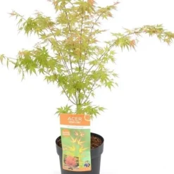 Japanse Esdoorn (Acer Palmatum 'Wilson's Pink Dwarf') -Goedkope Hof Zaais Winkel acer palm. wilson s pink dwarf c3