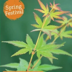 Japanse Esdoorn (Acer Palmatum 'Wilson's Pink Dwarf') -Goedkope Hof Zaais Winkel acer palm. wilson s pink dwarf c3 1