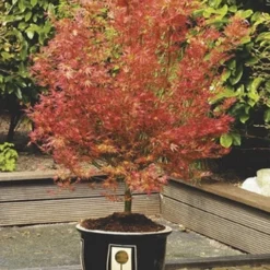 Japanse Esdoorn (Acer Palmatum 'Wilson's Pink Dwarf') -Goedkope Hof Zaais Winkel acer palm. wilson s pink dwarf c3 2