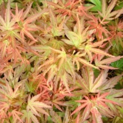 Japanse Esdoorn (Acer Palmatum 'Wilson's Pink Dwarf') -Goedkope Hof Zaais Winkel acer palm. wilson s pink dwarf c3 3