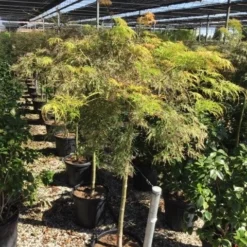 Japanse Esdoorn Op Stam (Acer Palmatum 'Viridis') -Goedkope Hof Zaais Winkel acer palmatum dis. viridis op stam c20