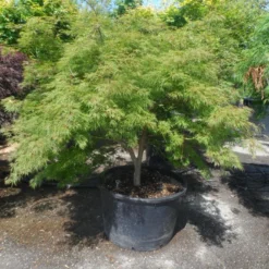 Japanse Esdoorn (Acer Palmatum 'Dissectum') 24 Japanse Esdoorn (Acer Palmatum 'Dissectum') -Goedkope Hof Zaais Winkel acer palmatum dissectum 125 150 175 c200 struikvorm extra