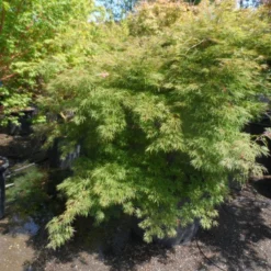 Japanse Esdoorn (Acer Palmatum 'Dissectum') 23 Japanse Esdoorn (Acer Palmatum 'Dissectum') -Goedkope Hof Zaais Winkel acer palmatum dissectum 125 150 175 c200 struikvorm extra 2