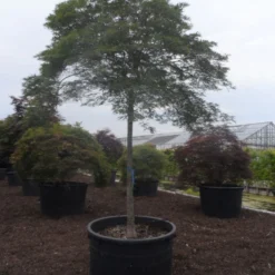 Japanse Esdoorn (Acer Palmatum 'Dissectum') 27 Japanse Esdoorn (Acer Palmatum 'Dissectum') -Goedkope Hof Zaais Winkel acer palmatum dissectum 20 25ho c750