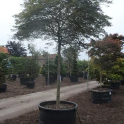 Japanse Esdoorn (Acer Palmatum 'Dissectum') 38 Japanse Esdoorn (Acer Palmatum 'Dissectum') -Goedkope Hof Zaais Winkel acer palmatum dissectum 25 30ho c750