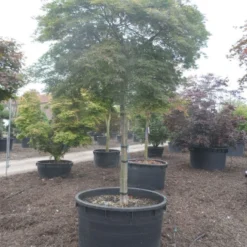 Japanse Esdoorn (Acer Palmatum 'Dissectum') 30 Japanse Esdoorn (Acer Palmatum 'Dissectum') -Goedkope Hof Zaais Winkel acer palmatum dissectum 25 30ho c750 2