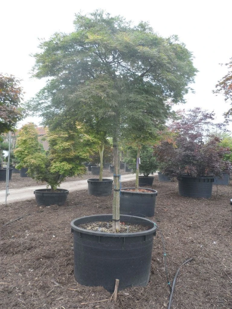 Japanse Esdoorn (Acer Palmatum 'Dissectum') 11 Japanse Esdoorn (Acer Palmatum 'Dissectum') - Afbeelding 11