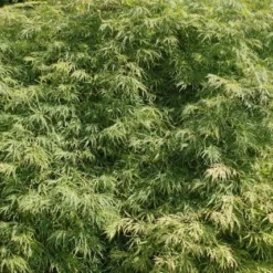 Japanse Esdoorn (Acer Palmatum 'Dissectum') 37 Japanse Esdoorn (Acer Palmatum 'Dissectum') -Goedkope Hof Zaais Winkel acer palmatum dissectum 2