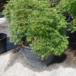 Japanse Esdoorn (Acer Palmatum 'Dissectum') 29 Japanse Esdoorn (Acer Palmatum 'Dissectum') -Goedkope Hof Zaais Winkel acer palmatum dissectum 60stam c500 extra