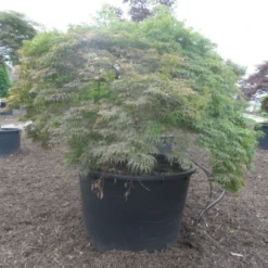 Japanse Esdoorn (Acer Palmatum 'Dissectum') 35 Japanse Esdoorn (Acer Palmatum 'Dissectum') -Goedkope Hof Zaais Winkel acer palmatum dissectum halfstam c750 solitair extra 2