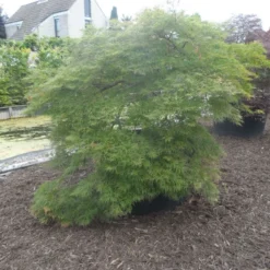 Japanse Esdoorn (Acer Palmatum 'Dissectum') 32 Japanse Esdoorn (Acer Palmatum 'Dissectum') -Goedkope Hof Zaais Winkel acer palmatum dissectum halfstam c750 solitair extra 4