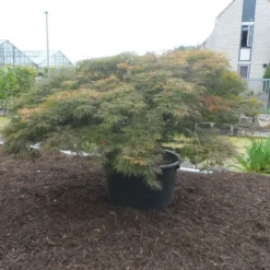Japanse Esdoorn (Acer Palmatum 'Dissectum') 39 Japanse Esdoorn (Acer Palmatum 'Dissectum') -Goedkope Hof Zaais Winkel acer palmatum dissectum rubrum solitair extra
