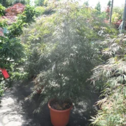 Japanse Esdoorn (Acer Palmatum 'Ornatum') -Goedkope Hof Zaais Winkel acer palmatum ornatum 125 150 c25