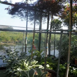 Japanse Esdoorn (Acer Palmatum 'Ornatum') -Goedkope Hof Zaais Winkel acer palmatum ornatum 180 200stam 10 12