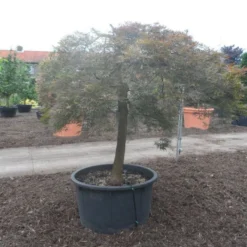 Japanse Esdoorn (Acer Palmatum 'Ornatum') -Goedkope Hof Zaais Winkel acer palmatum ornatum halfstam c500 solitair extra