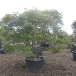 Japanse Esdoorn (Acer Palmatum 'Ornatum') -Goedkope Hof Zaais Winkel acer palmatum ornatum solitair extra