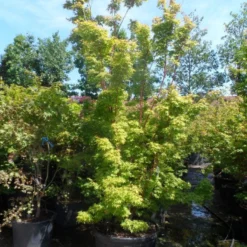 Japanse Esdoorn (Acer Palmatum 'Sangokaku') -Goedkope Hof Zaais Winkel acer palmatum sangokaku 250 300 c240