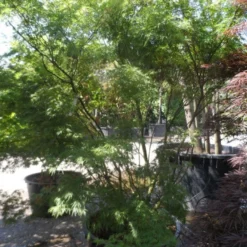 Japanse Esdoorn (Acer Palmatum 'Seiryu') -Goedkope Hof Zaais Winkel acer palmatum seiryu 225 250 c160