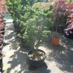 Japanse Esdoorn (Acer Palmatum 'Shishigashira') -Goedkope Hof Zaais Winkel acer palmatum shishigashira 125 150 c35