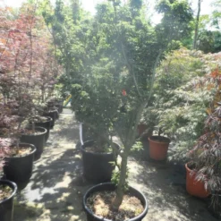 Japanse Esdoorn (Acer Palmatum 'Shishigashira') -Goedkope Hof Zaais Winkel acer palmatum shishigashira 150 175 c70 extra