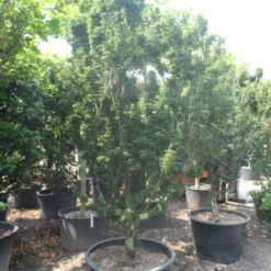 Japanse Esdoorn (Acer Palmatum 'Shishigashira') -Goedkope Hof Zaais Winkel acer palmatum shishigashira solitair c285