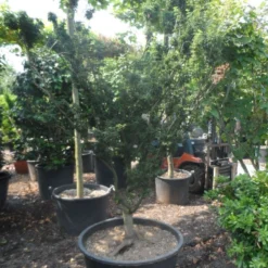 Japanse Esdoorn (Acer Palmatum 'Shishigashira') -Goedkope Hof Zaais Winkel acer palmatum shishigashira solitair c285 2