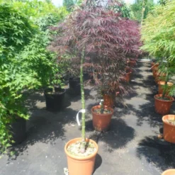 Japanse Esdoorn Op Stam (Acer Palmatum 'Tamuke Yama') -Goedkope Hof Zaais Winkel acer palmatum tamukeyama halfstam c12