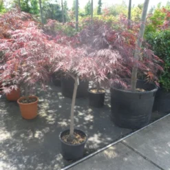 Japanse Esdoorn Op Stam (Acer Palmatum 'Tamuke Yama') -Goedkope Hof Zaais Winkel acer palmatum tamukeyama halfstam c20