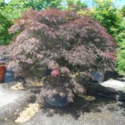 Japanse Esdoorn Op Stam (Acer Palmatum 'Tamuke Yama') -Goedkope Hof Zaais Winkel acer palmatum tamukeyama halfstam c200 extra