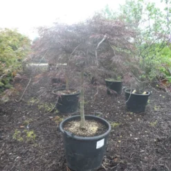 Japanse Esdoorn Op Stam (Acer Palmatum 'Tamuke Yama') -Goedkope Hof Zaais Winkel acer palmatum tamukeyama halfstam c90